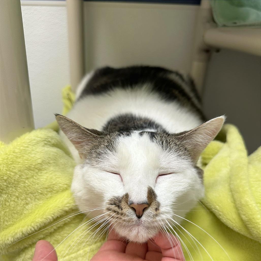 Enlarge Plato, a Adoptable mixed breed in Woodinville, WA image 4/6