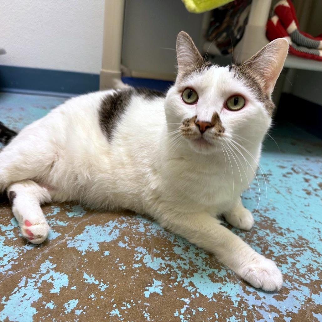 Enlarge Plato, a Adoptable mixed breed in Woodinville, WA image 5/6