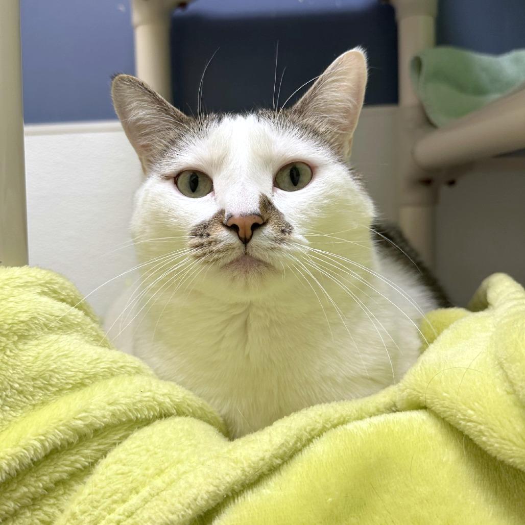 Enlarge Plato, a Adoptable mixed breed in Woodinville, WA image 6/6