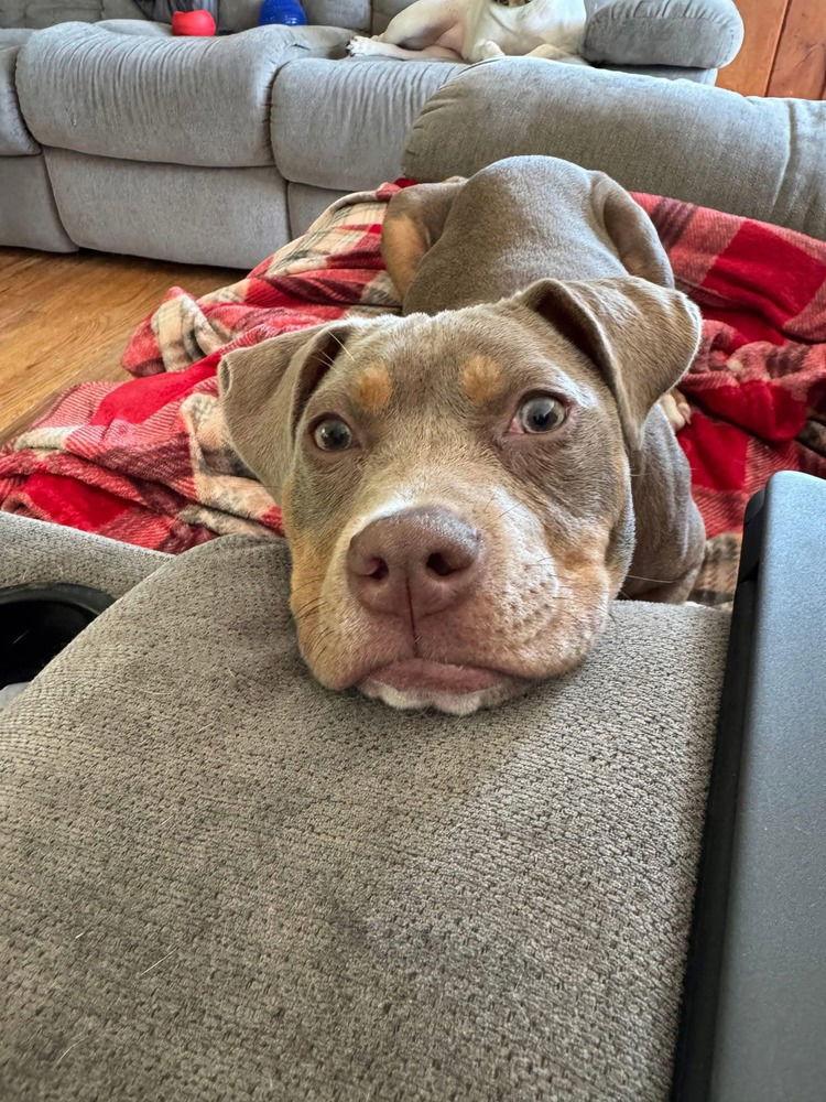 Enlarge Sweet Pea (AL), a Adoptable Pit Bull Terrier in New York, NY image 2/3