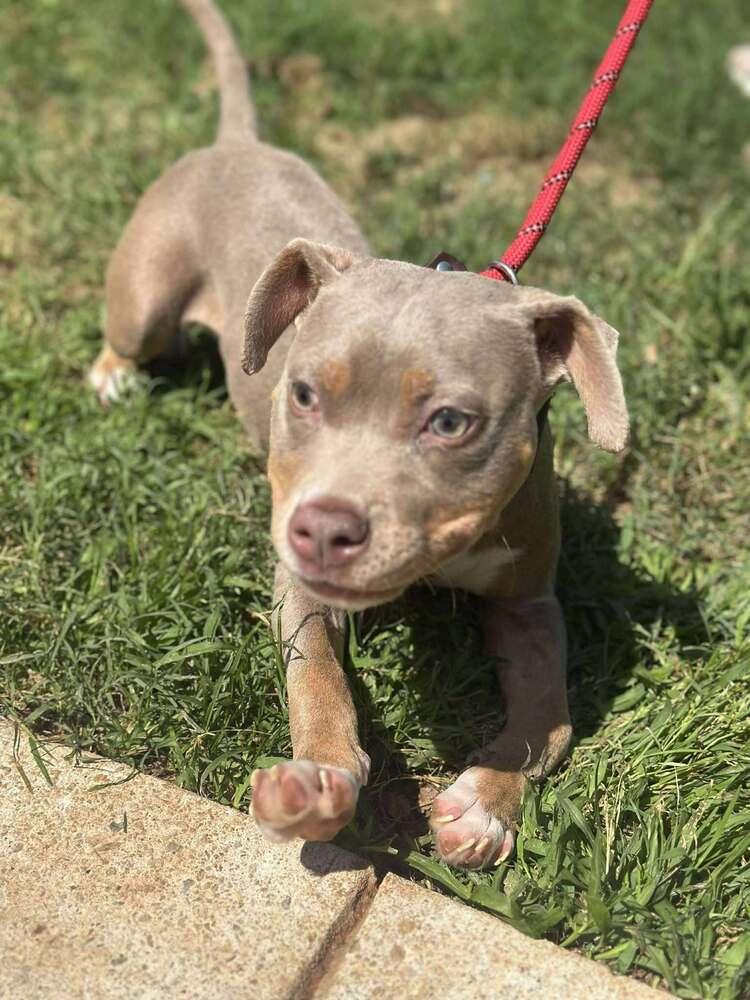 Enlarge Sweet Pea (AL), a Adoptable Pit Bull Terrier in New York, NY image 3/3