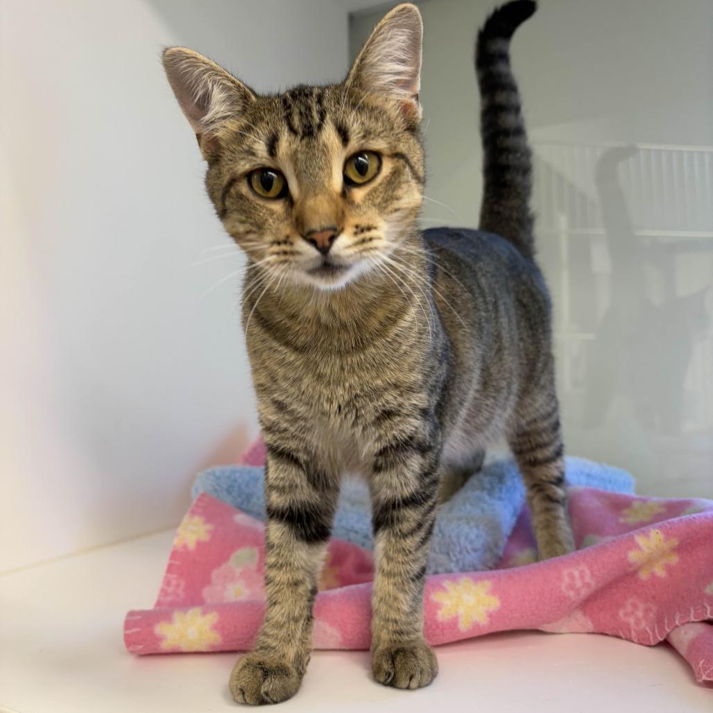 Ralph, Adoptable, Young Male Domestic Short Hair.