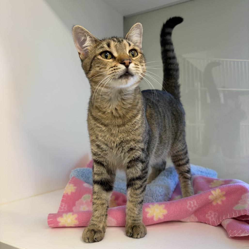 Ralph, a Adoptable Domestic Short Hair in Beaumont, TX image 1/2