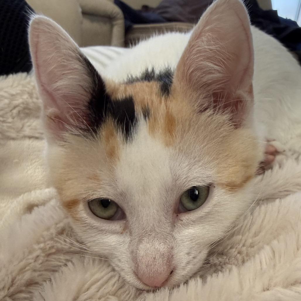 Enlarge Rummy, a Adoptable Domestic Short Hair in Costa Mesa, CA image 1/6