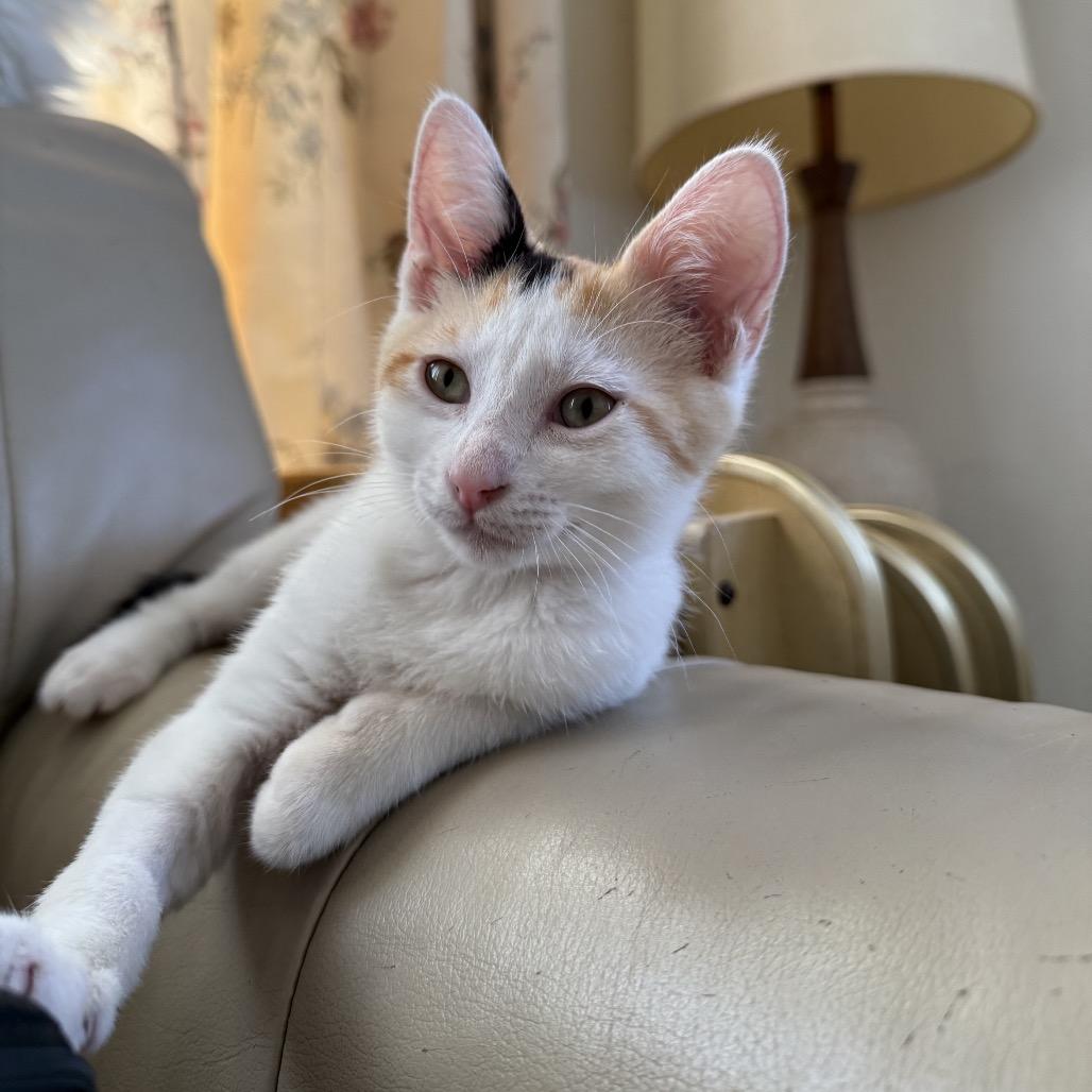 Enlarge Rummy, a Adoptable Domestic Short Hair in Costa Mesa, CA image 2/6