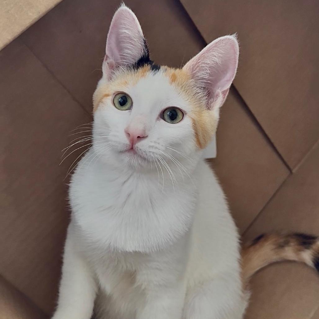Enlarge Rummy, a Adoptable Domestic Short Hair in Costa Mesa, CA image 4/6