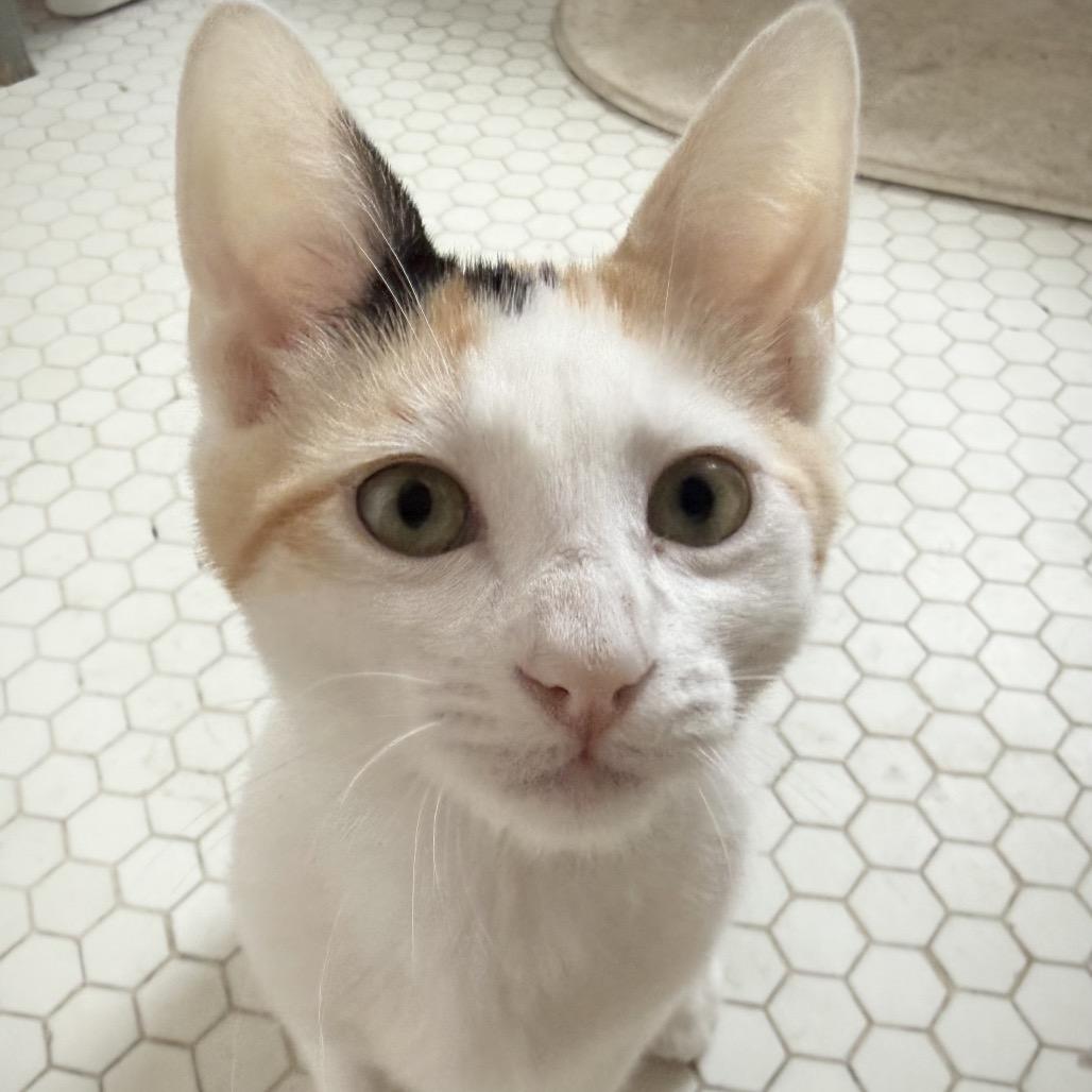 Enlarge Rummy, a Adoptable Domestic Short Hair in Costa Mesa, CA image 5/6