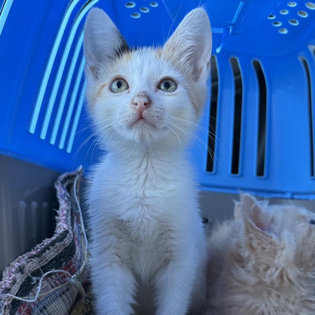 Enlarge Rummy, a Adoptable Domestic Short Hair in Costa Mesa, CA image 6/6