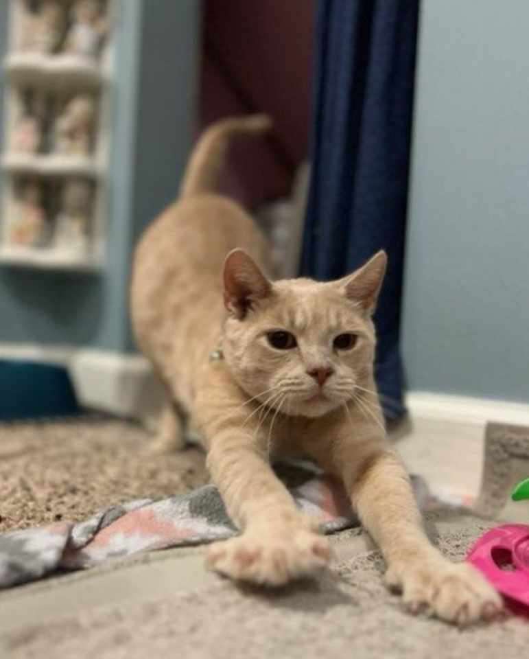 Marin, a Adoptable Tabby in Monroe, NC image 1/3