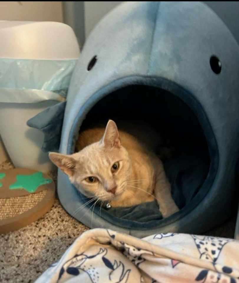 Marin, a Adoptable Tabby in Monroe, NC image 2/3