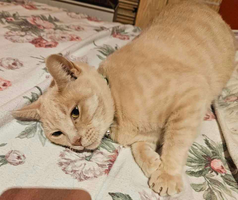 Marin, a Adoptable Tabby in Monroe, NC image 3/3