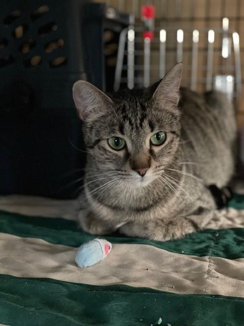 Enlarge Edith, a Adoptable Domestic Short Hair in Grosse Ile, MI image 1/1