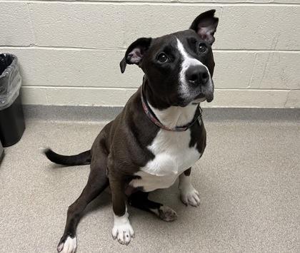 Enlarge Daisy Girl, a Adoptable mixed breed in Virginia Beach, VA image 1/3