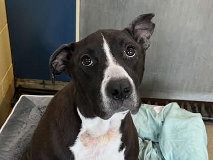 Enlarge Daisy Girl, a Adoptable mixed breed in Virginia Beach, VA image 1/1