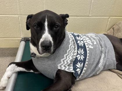 Enlarge Daisy Girl, a Adoptable mixed breed in Virginia Beach, VA image 3/3