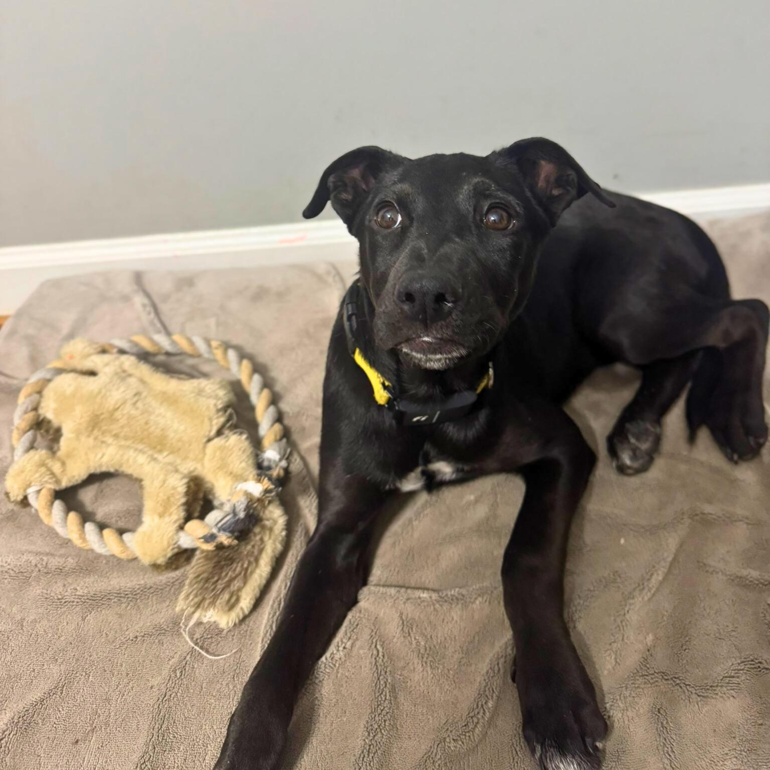 Panky, a ADOPTABLE mixed breed in Baltimore, MD image 5/6