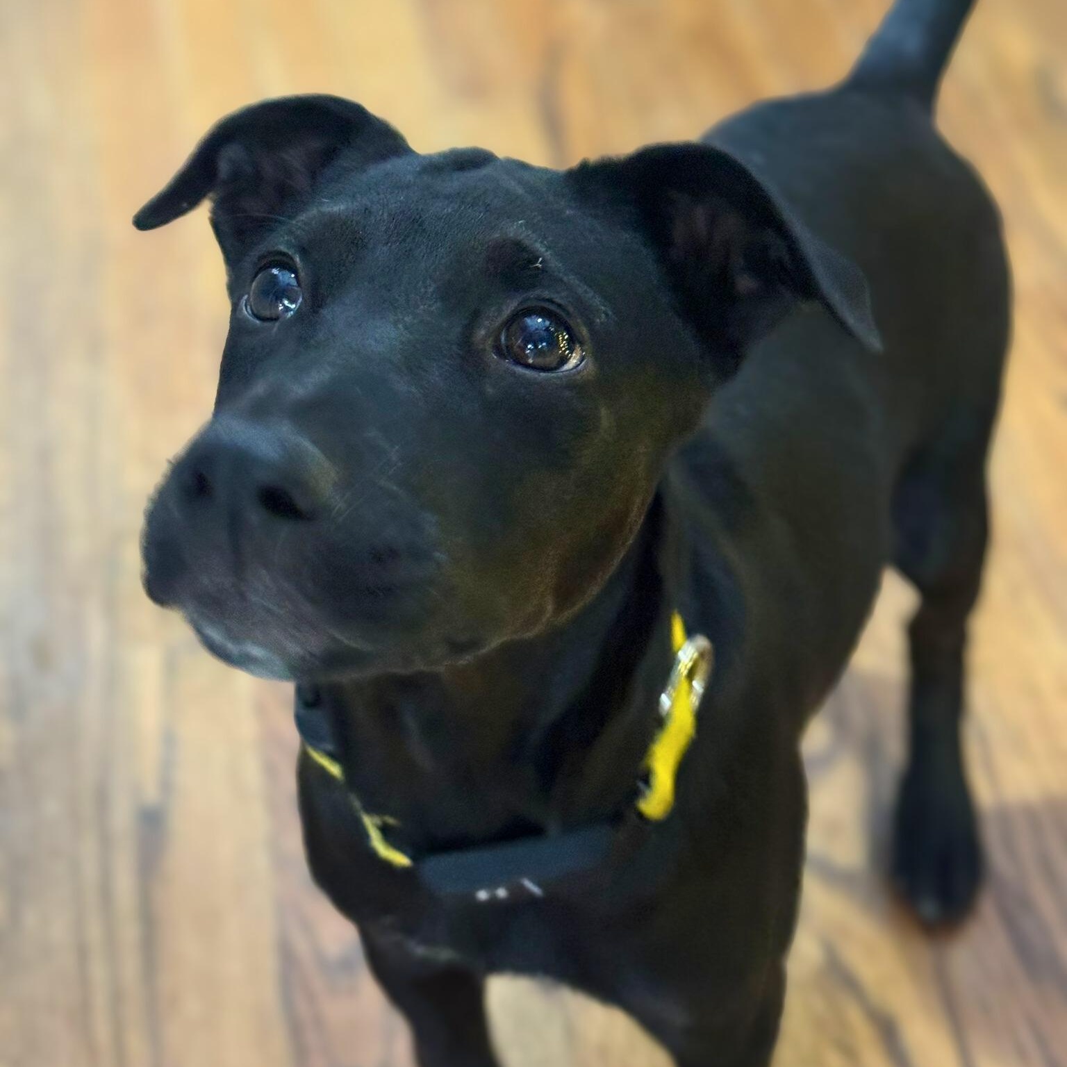 Panky, a ADOPTABLE mixed breed in Baltimore, MD image 2/6