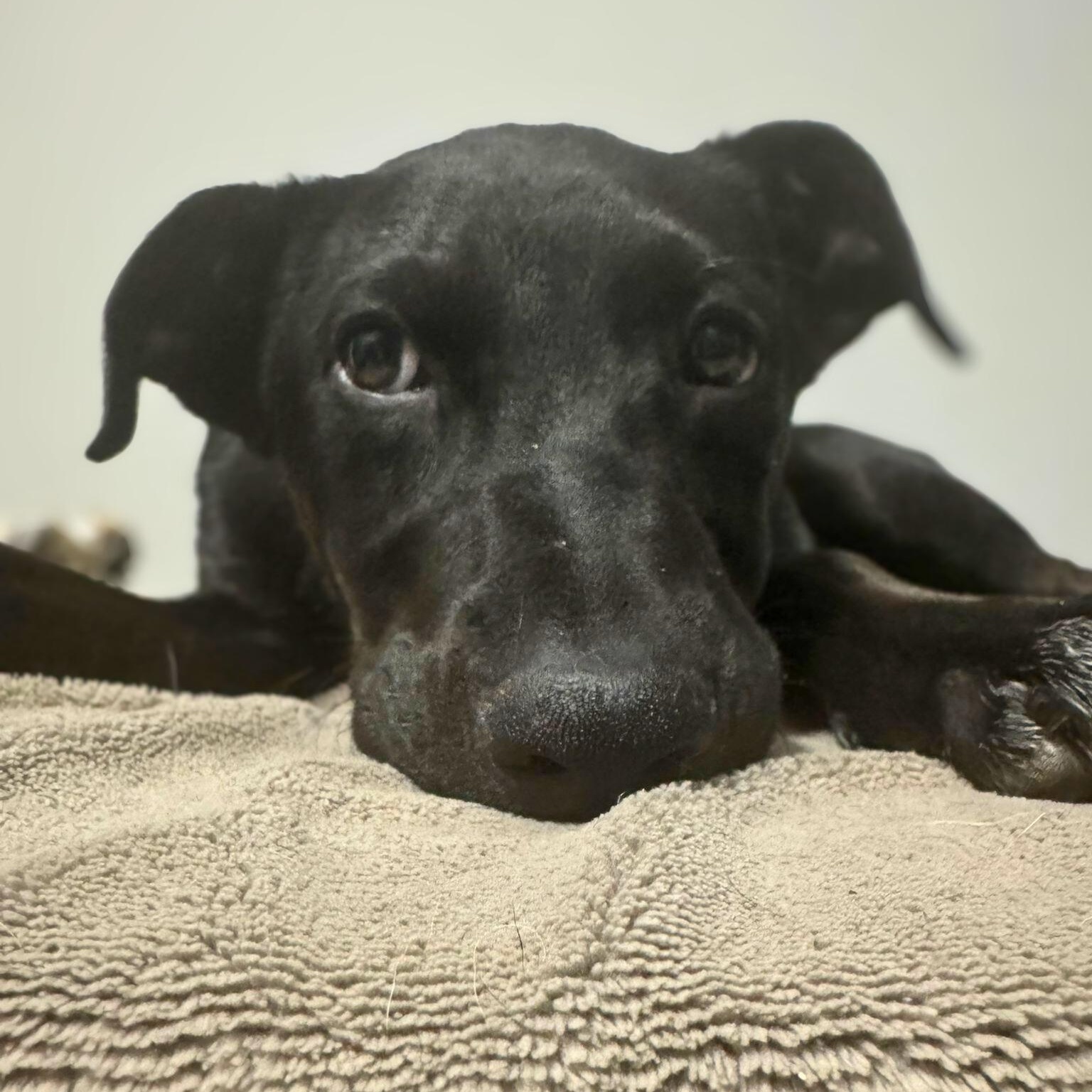 Panky, a ADOPTABLE mixed breed in Baltimore, MD image 6/6