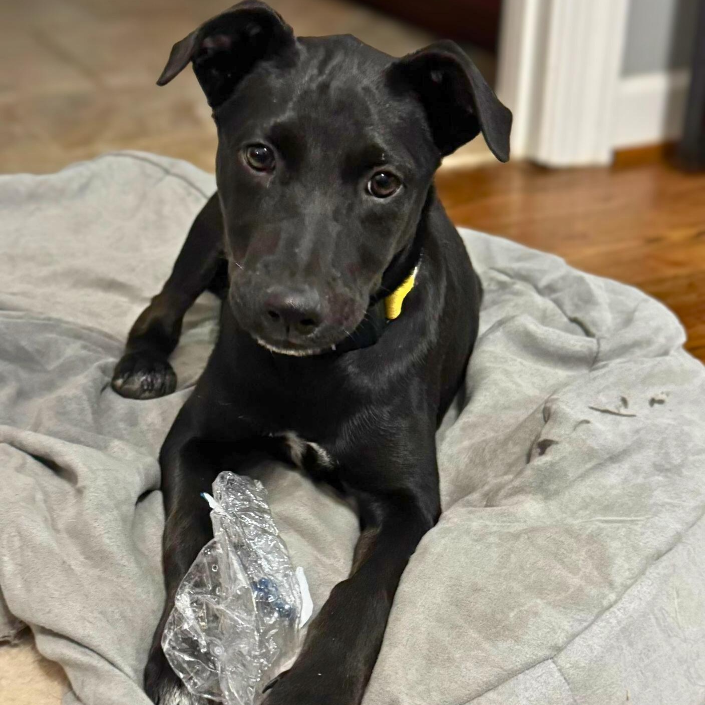 Panky, a ADOPTABLE mixed breed in Baltimore, MD image 3/6