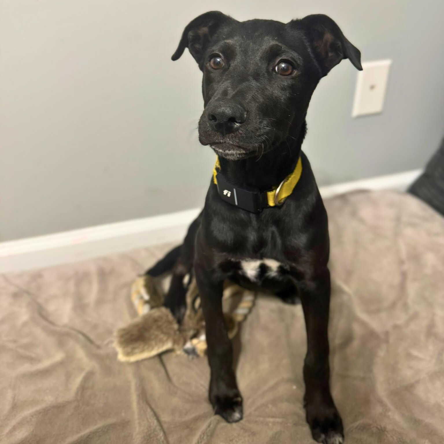 Panky, ADOPTABLE, Puppy Female Labrador Retriever.