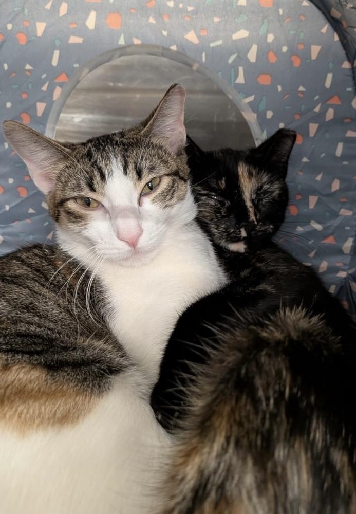 Athena, Adoptable, Kitten Female Domestic Short Hair.