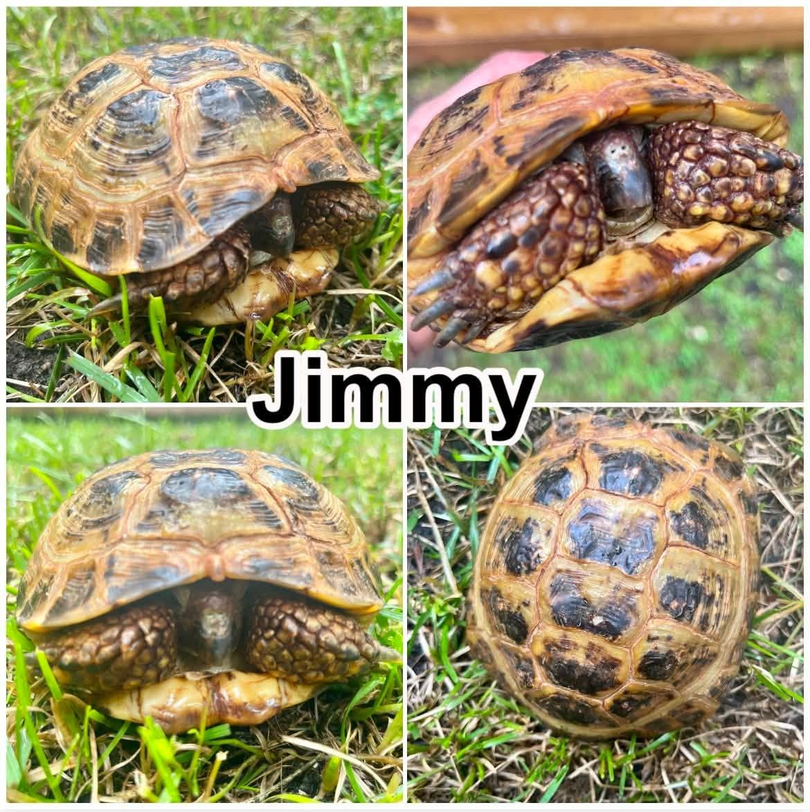 Enlarge Jimmy, a Adoptable Russian in Palmerton, PA image 1/1