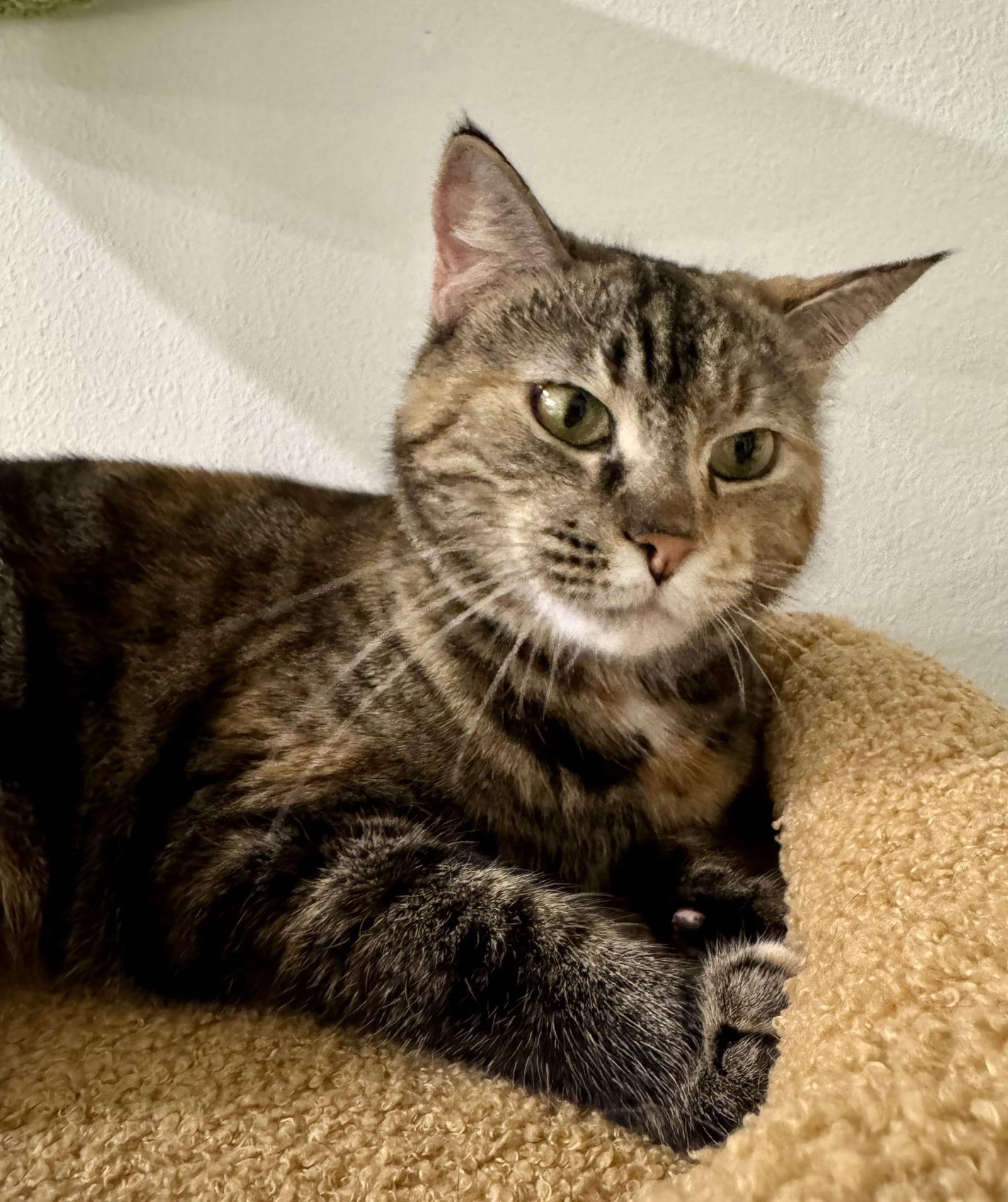 AmaLee, a Adoptable Domestic Short Hair in Satellite Beach, FL image 1/3