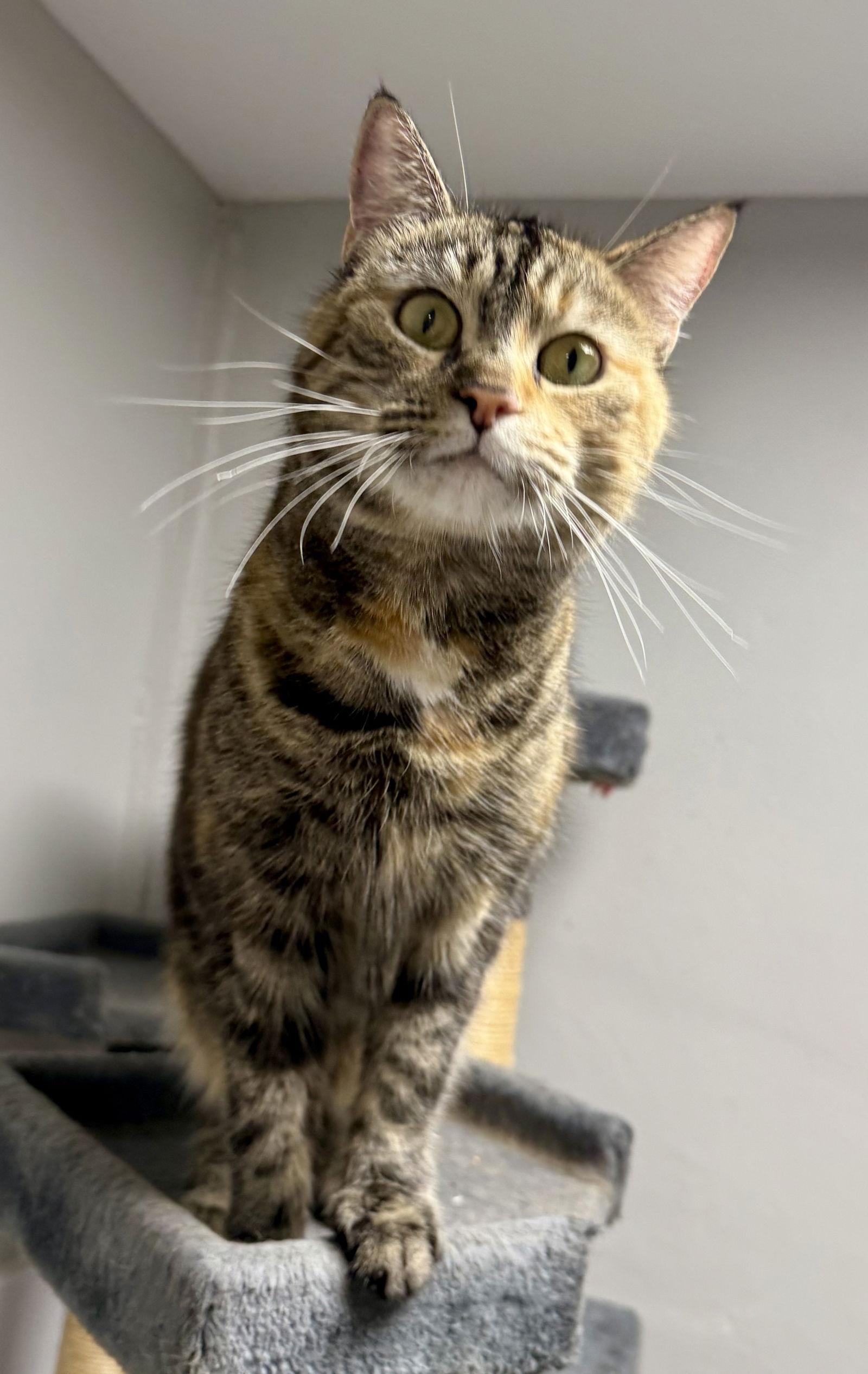 AmaLee, a Adoptable Domestic Short Hair in Satellite Beach, FL image 3/3