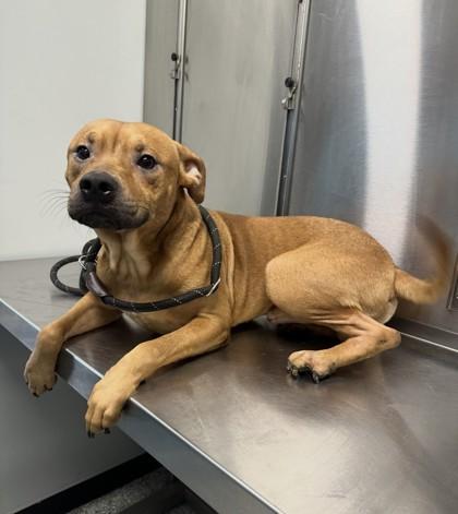 Woody, ADOPTABLE, Adult Male American Staffordshire Terrier.