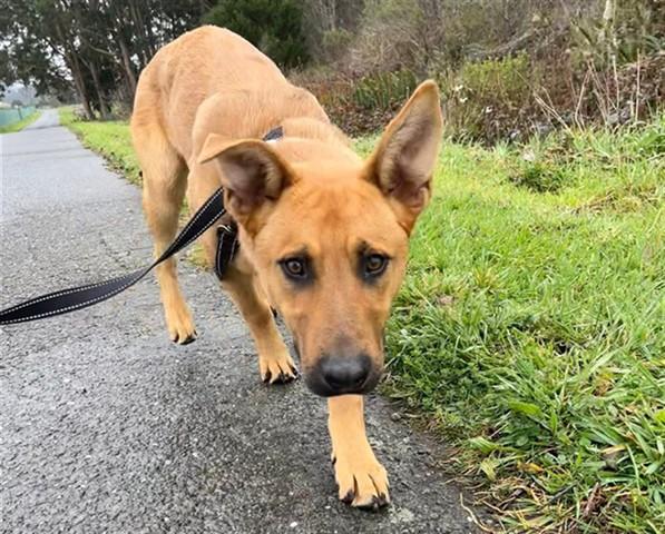 MILANO, Adoptable, Young Male German Shepherd Dog & Mixed Breed.