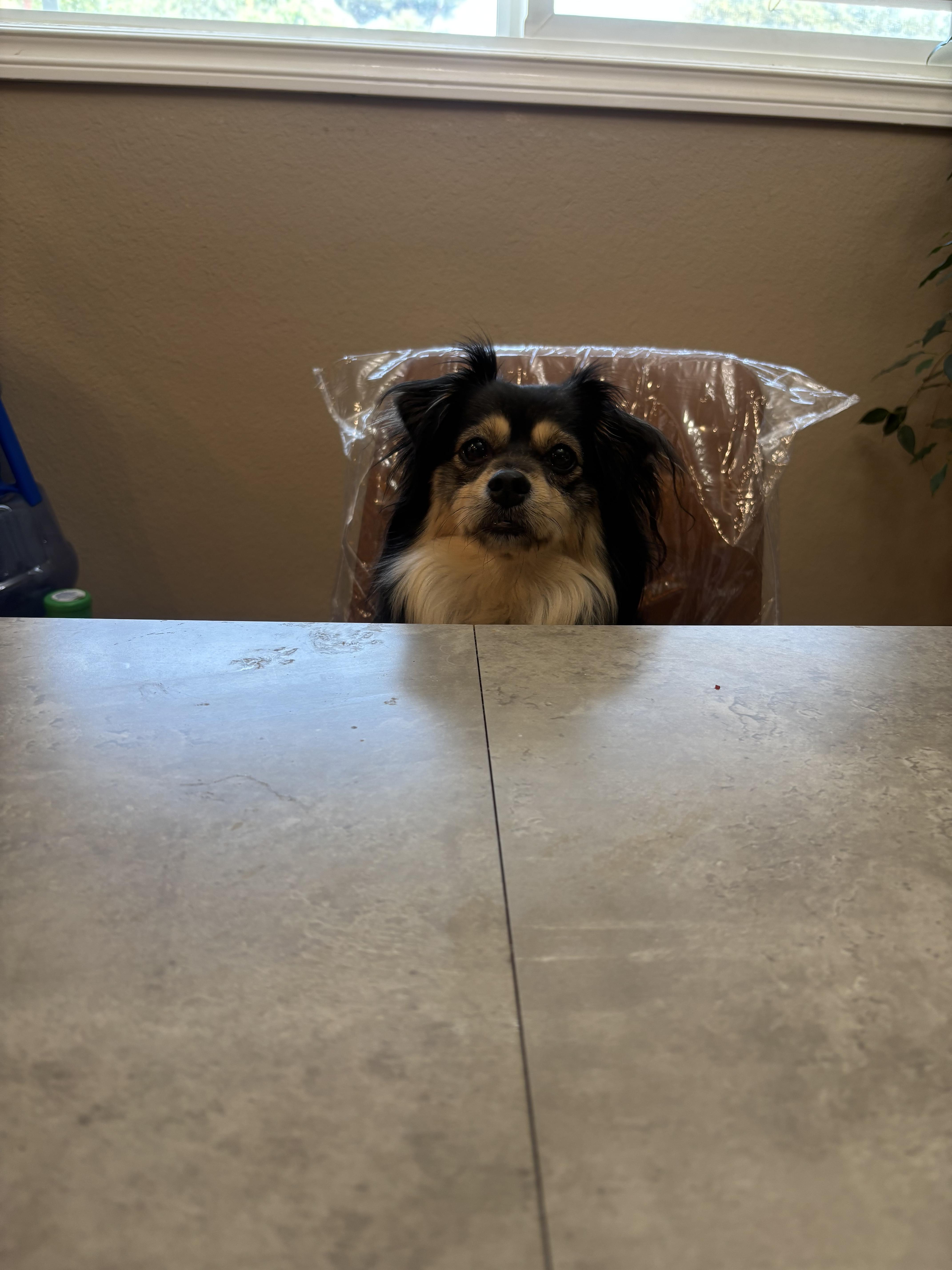 Enlarge Lucy, a Adoptable mixed breed in Corona, CA image 2/6