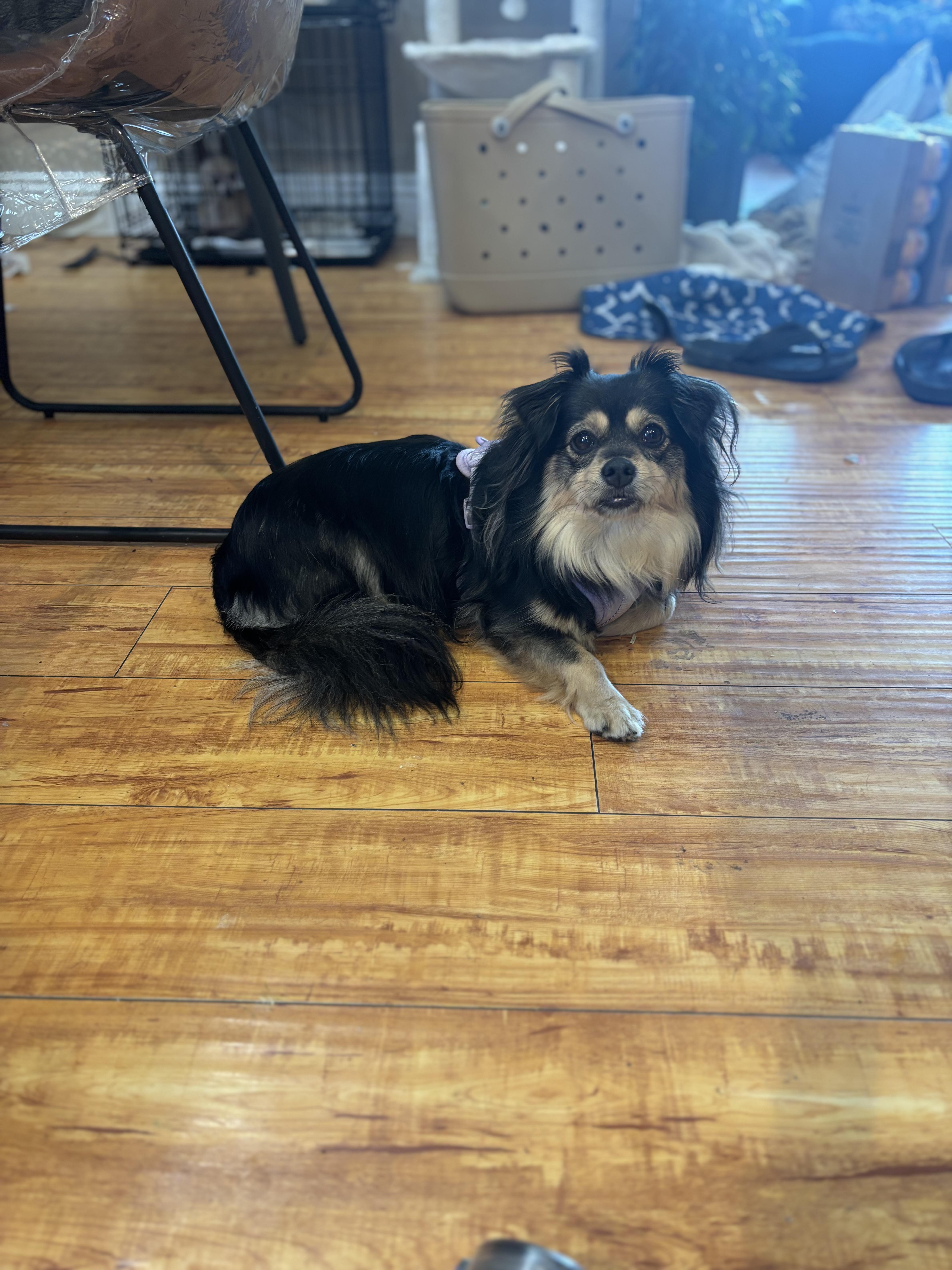 Enlarge Lucy, a Adoptable mixed breed in Corona, CA image 3/6