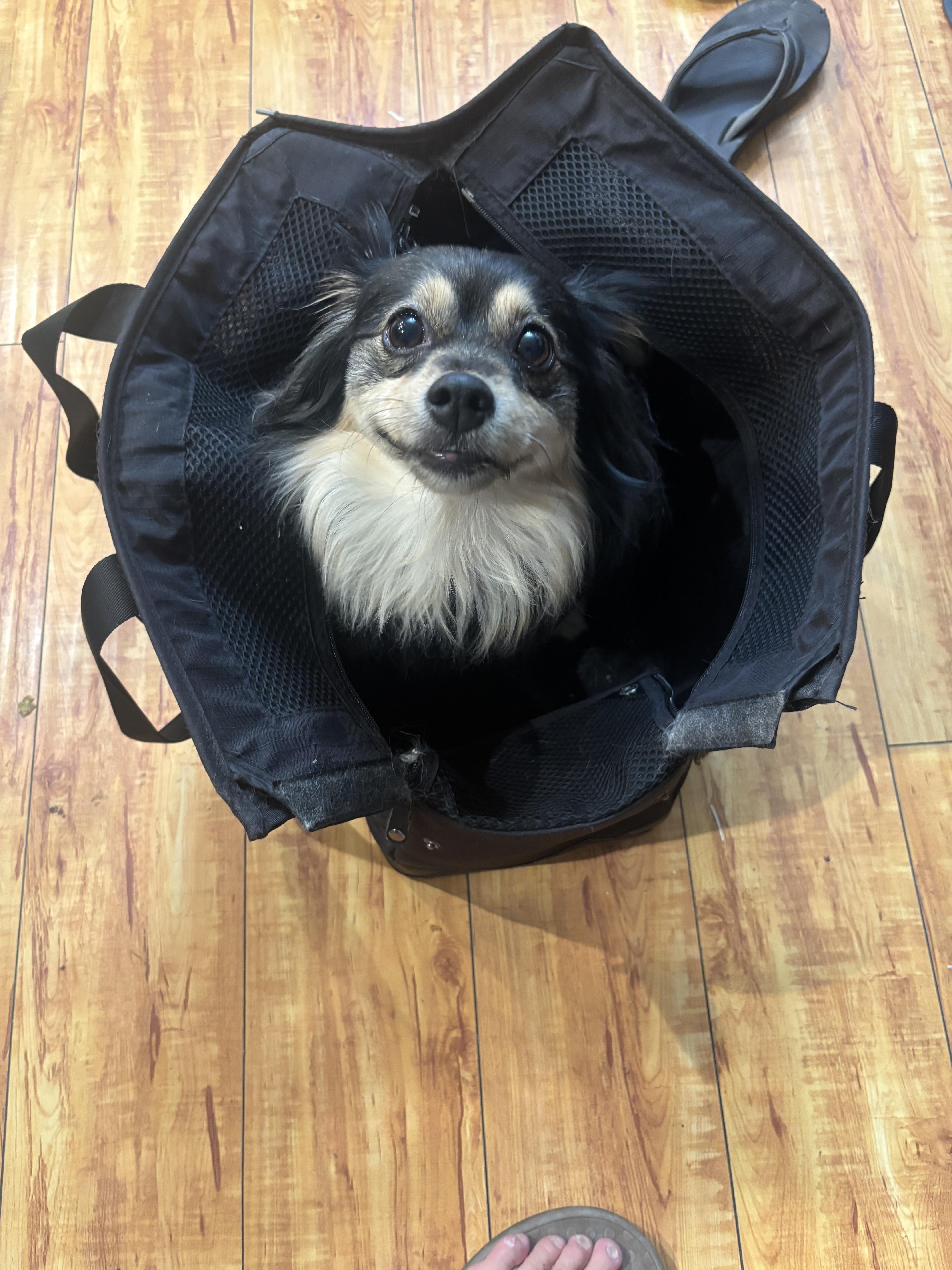 Enlarge Lucy, a Adoptable mixed breed in Corona, CA image 4/6