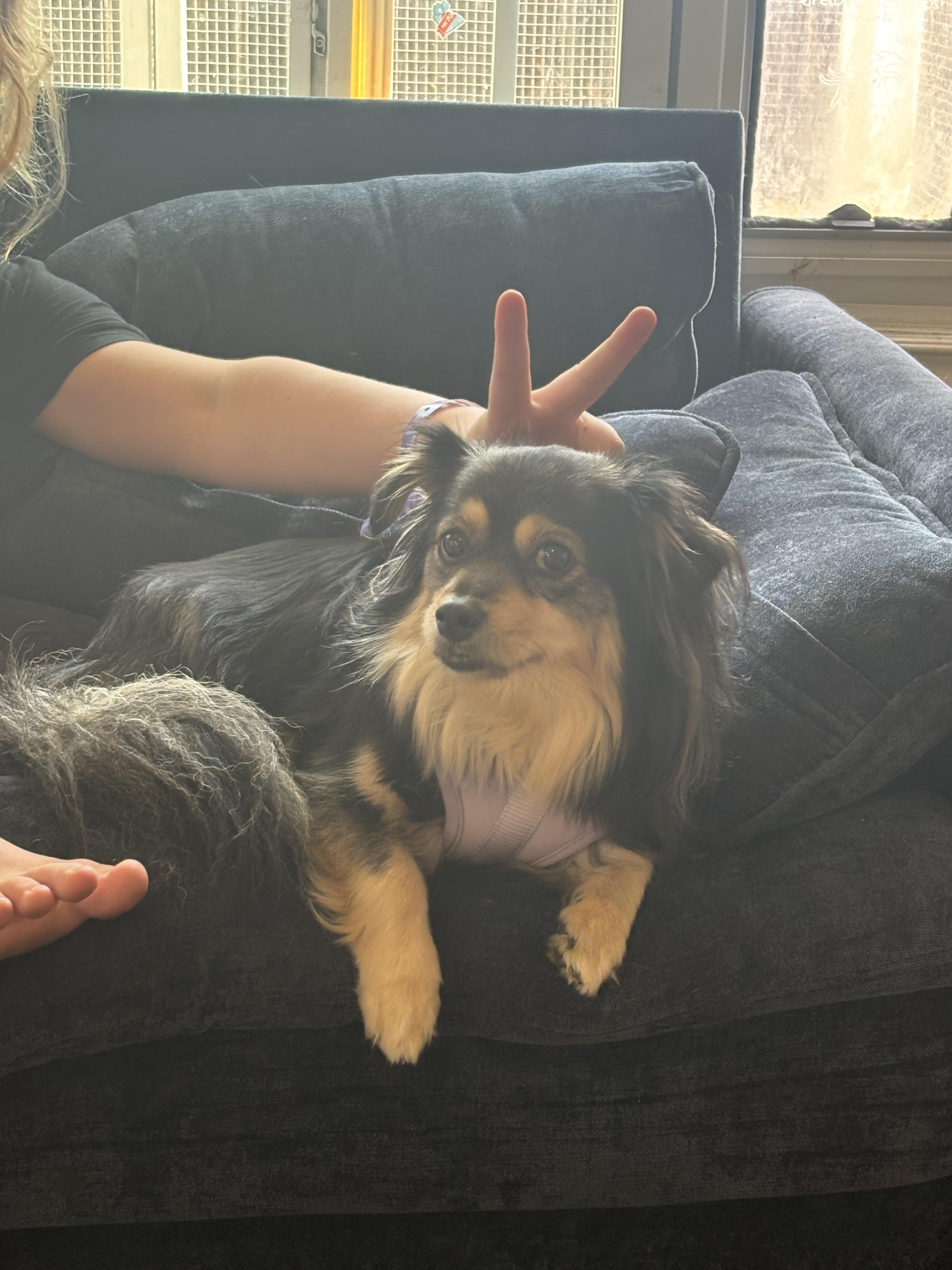 Enlarge Lucy, a Adoptable mixed breed in Corona, CA image 5/6