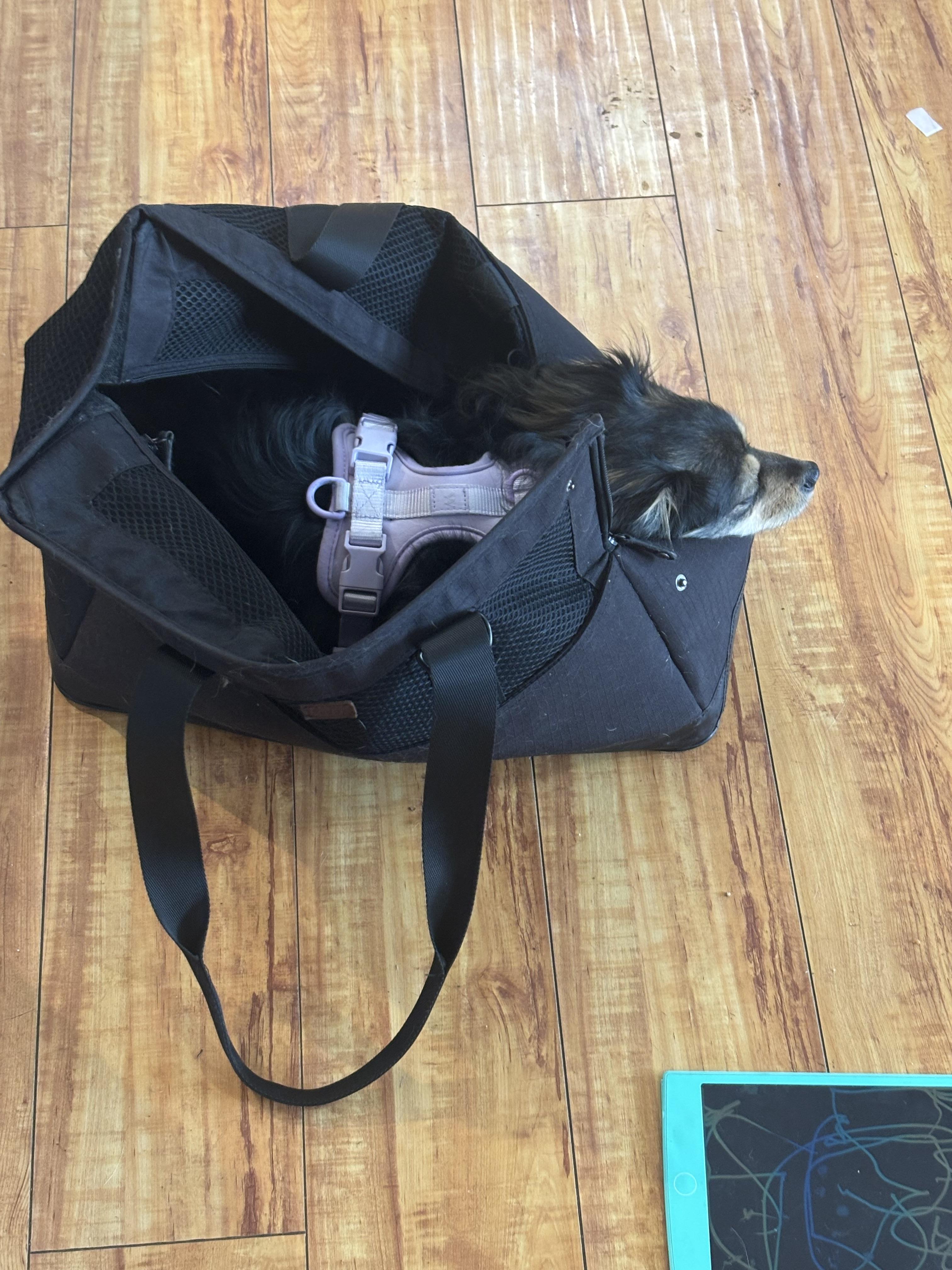 Enlarge Lucy, a Adoptable mixed breed in Corona, CA image 6/6