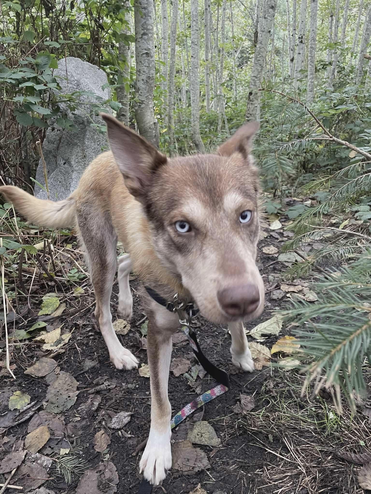 Empress, an adoptable Siberian Husky in Langley, BC, V3A 4C4 | Photo Image 5