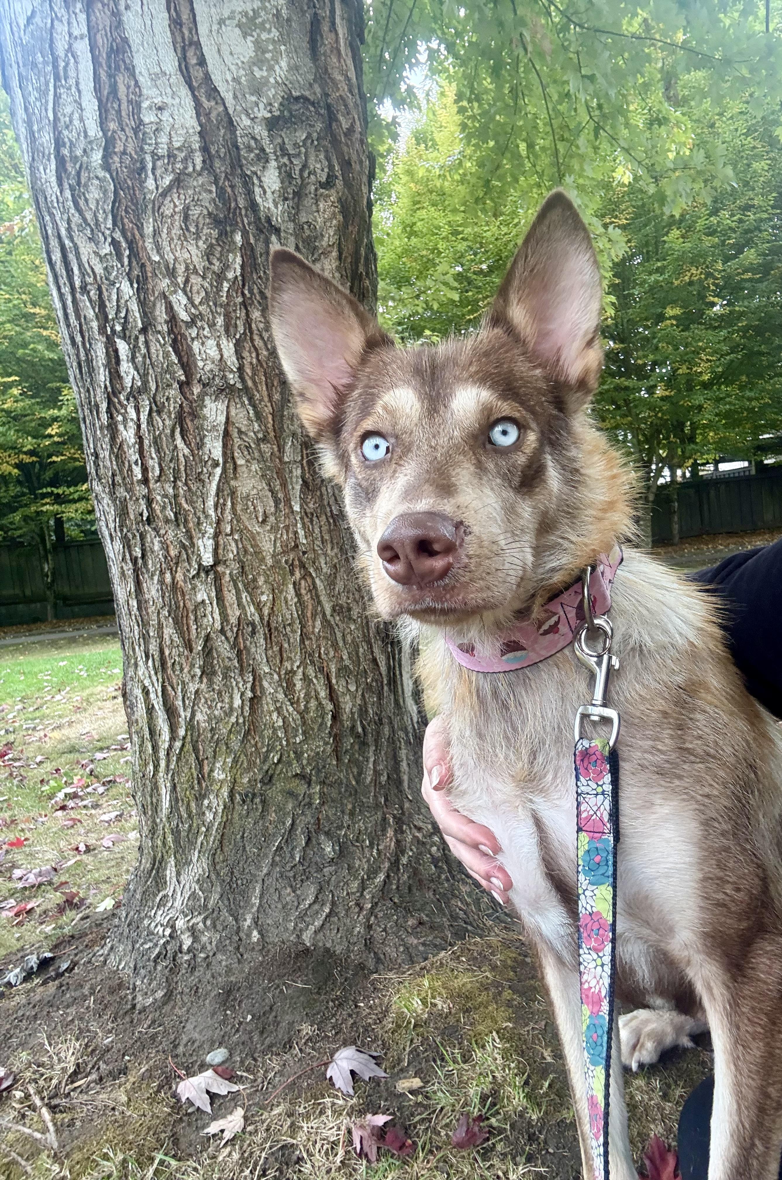 Empress, an adoptable Siberian Husky in Langley, BC, V3A 4C4 | Photo Image 3