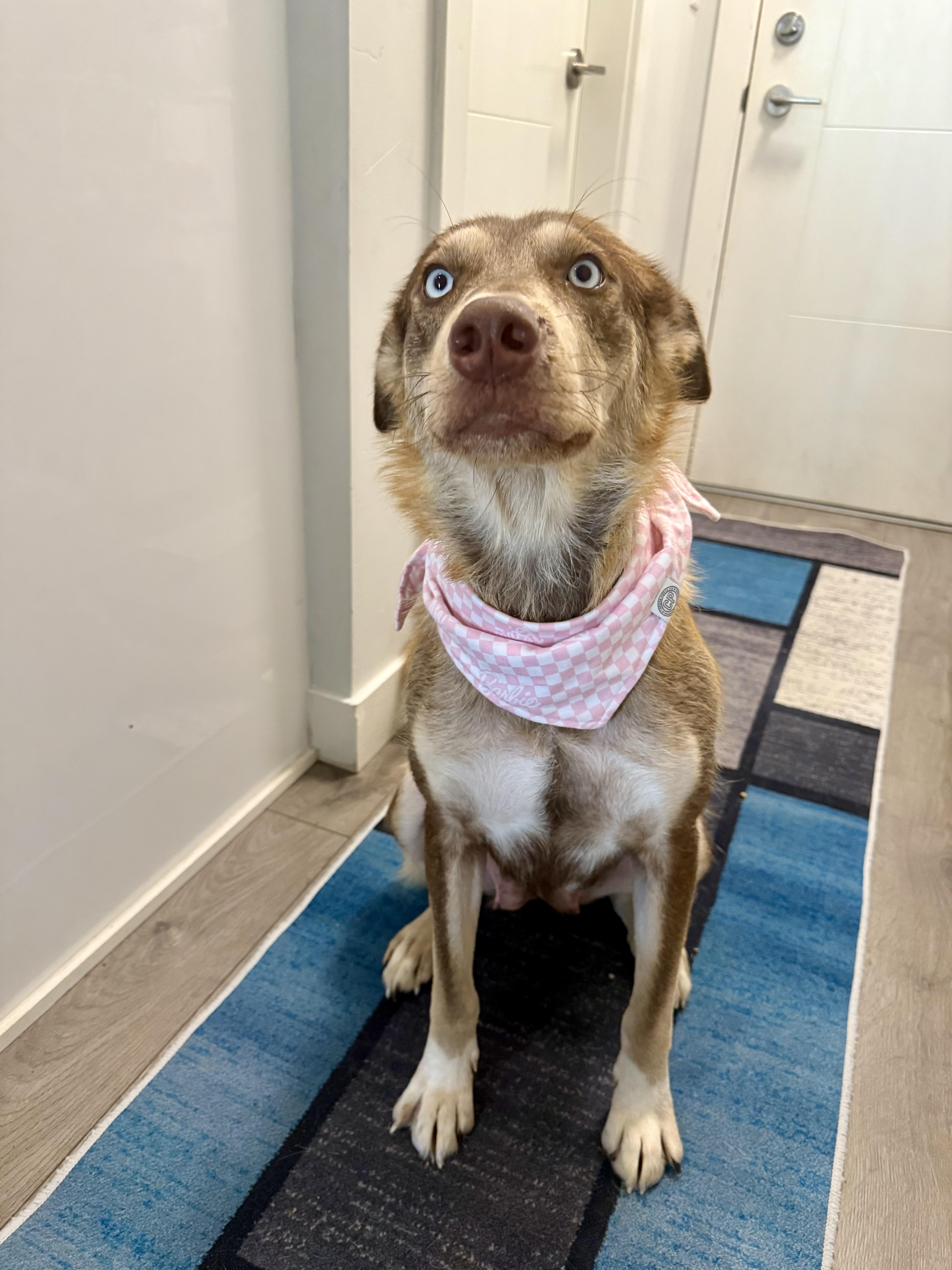 Empress, an adoptable Siberian Husky in Langley, BC, V3A 4C4 | Photo Image 1