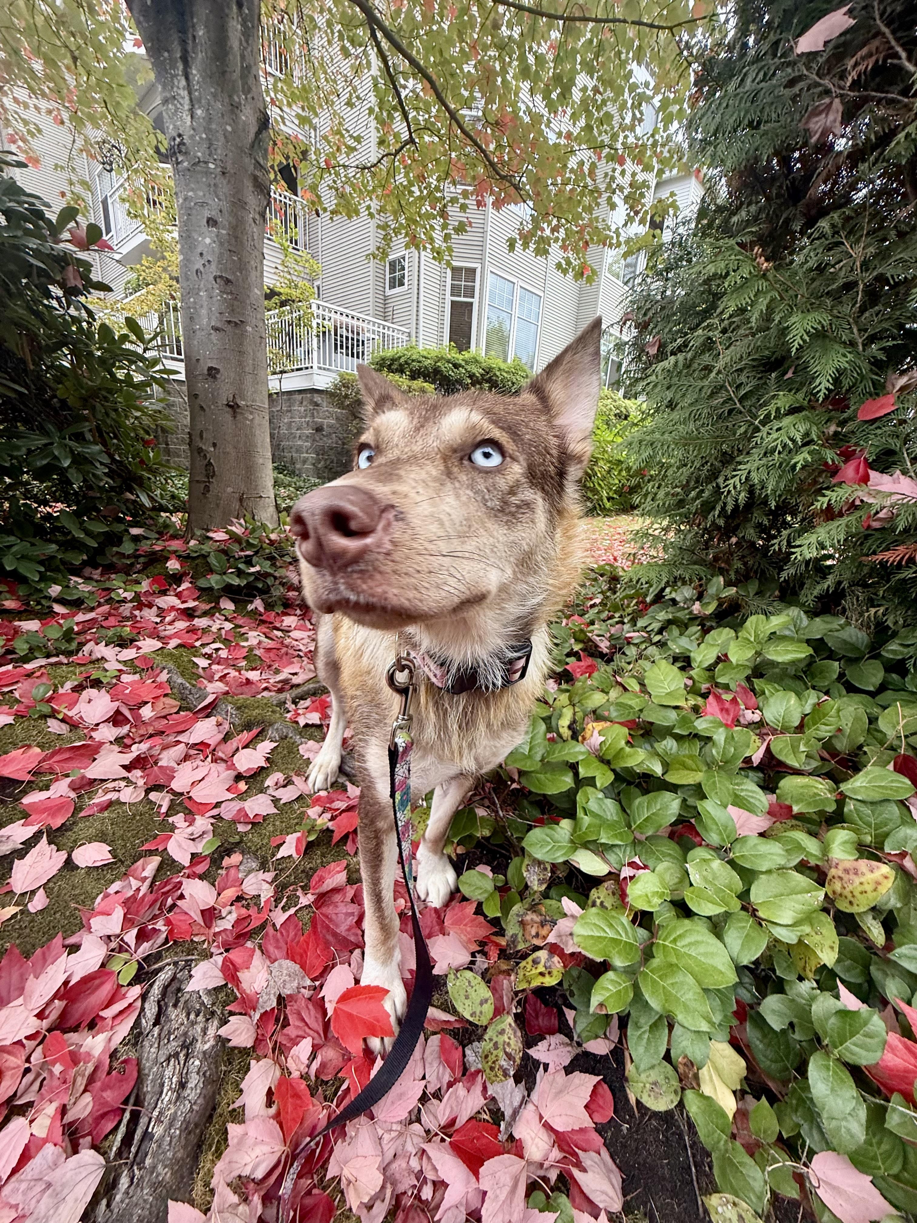 Empress, an adoptable Siberian Husky in Langley, BC, V3A 4C4 | Photo Image 2