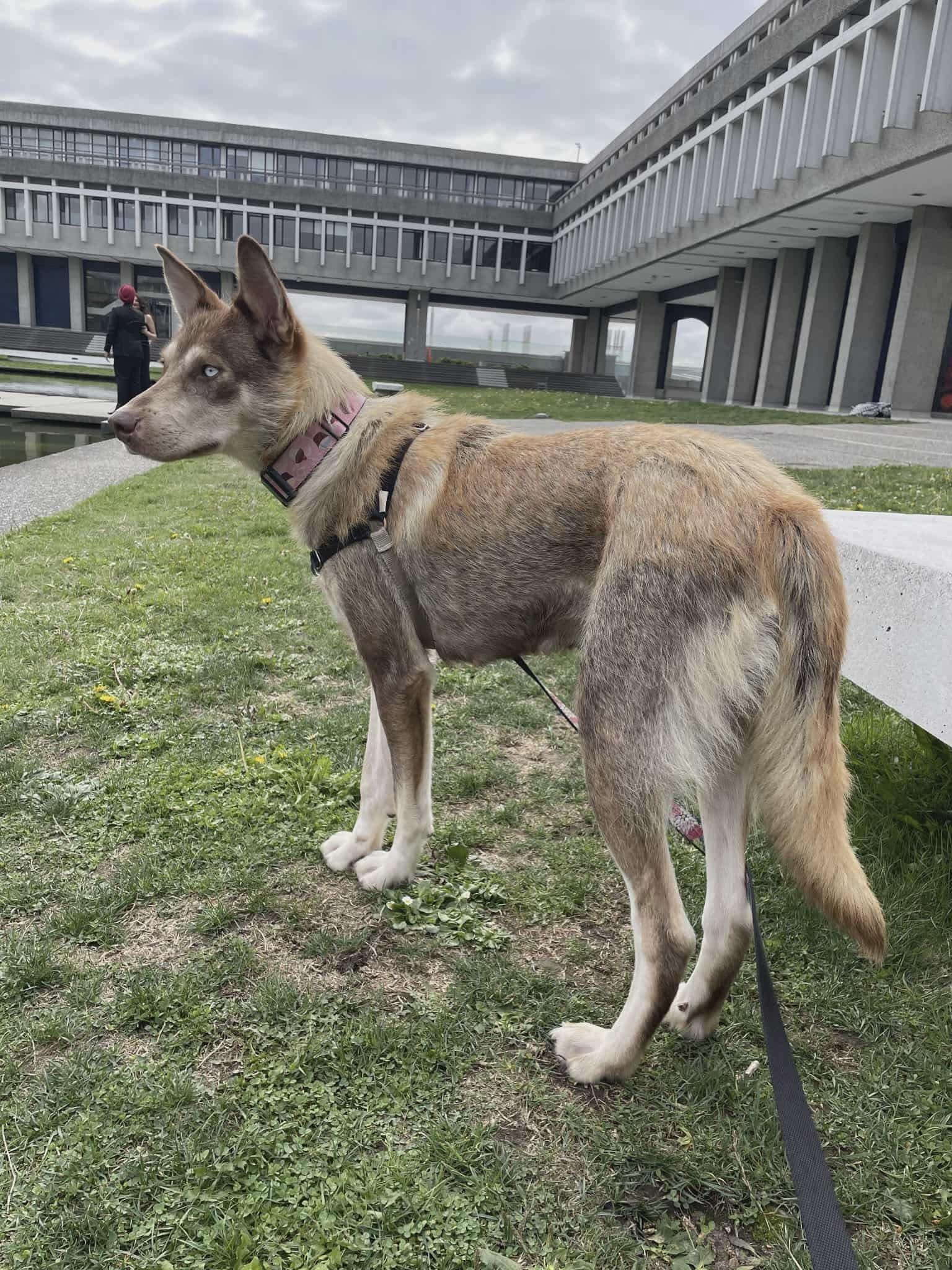 Empress, an adoptable Siberian Husky in Langley, BC, V3A 4C4 | Photo Image 4
