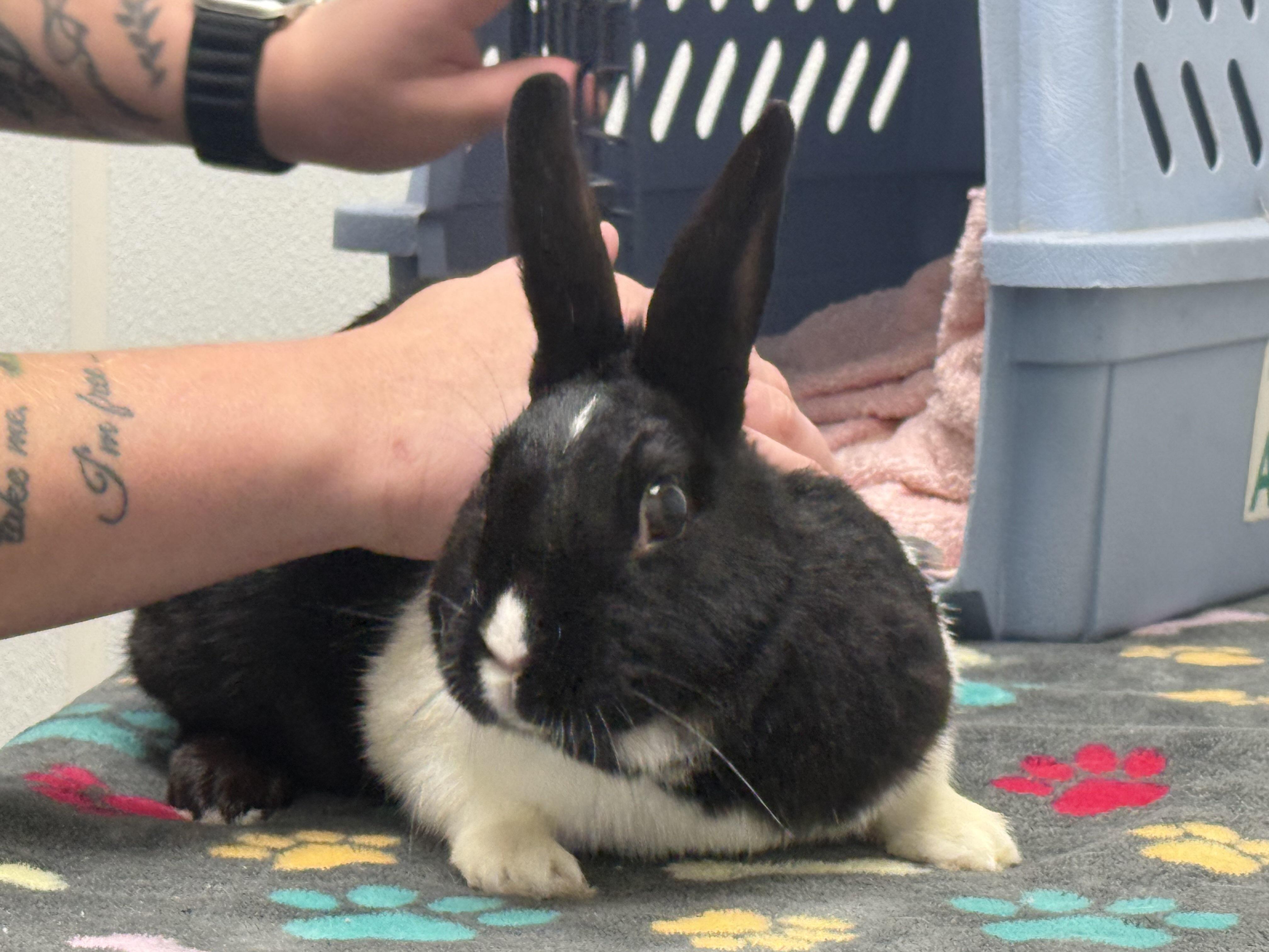 Daisy, ADOPTABLE, Young Female Dutch.