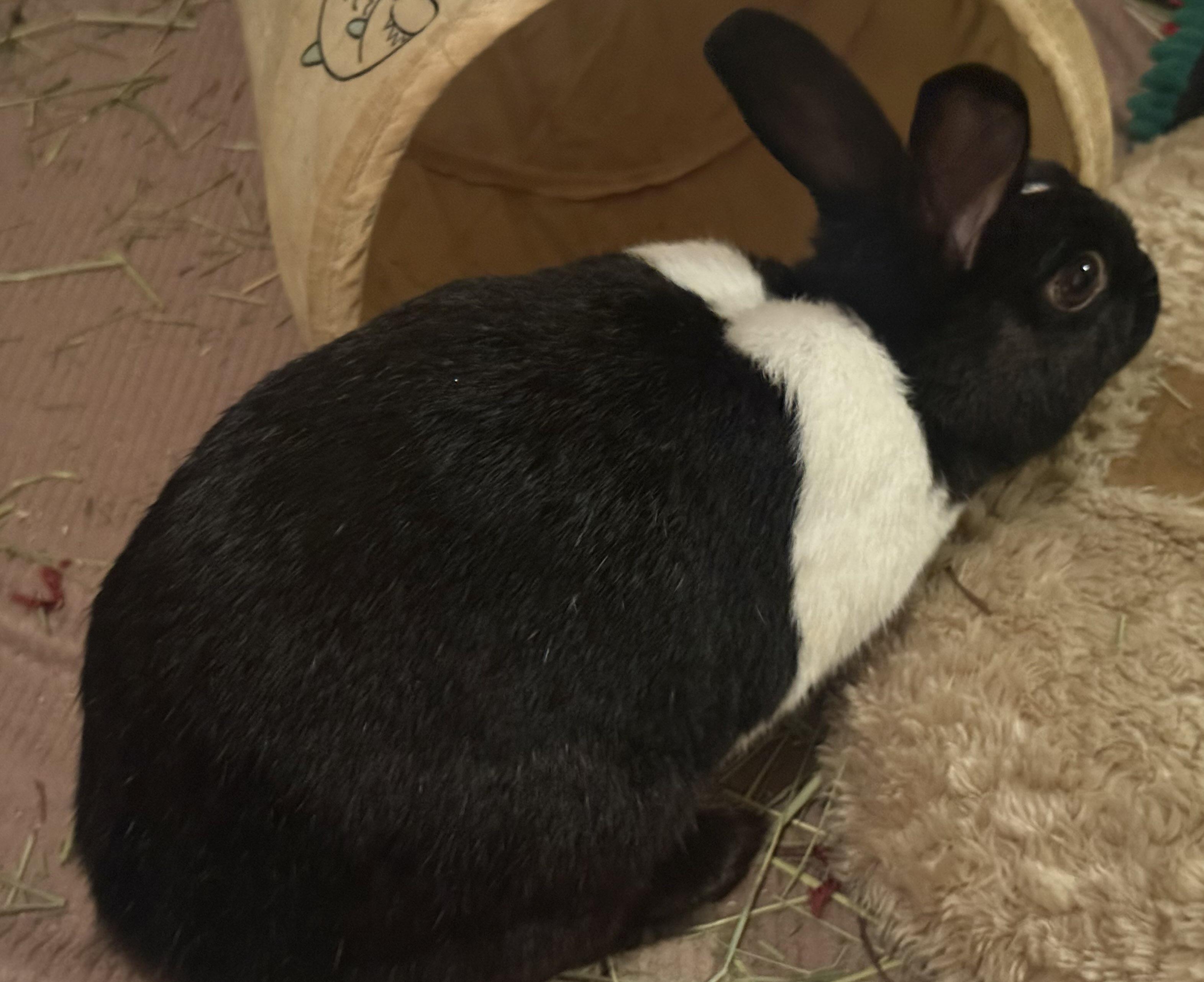 Daisy, ADOPTABLE, Young Female Dutch.