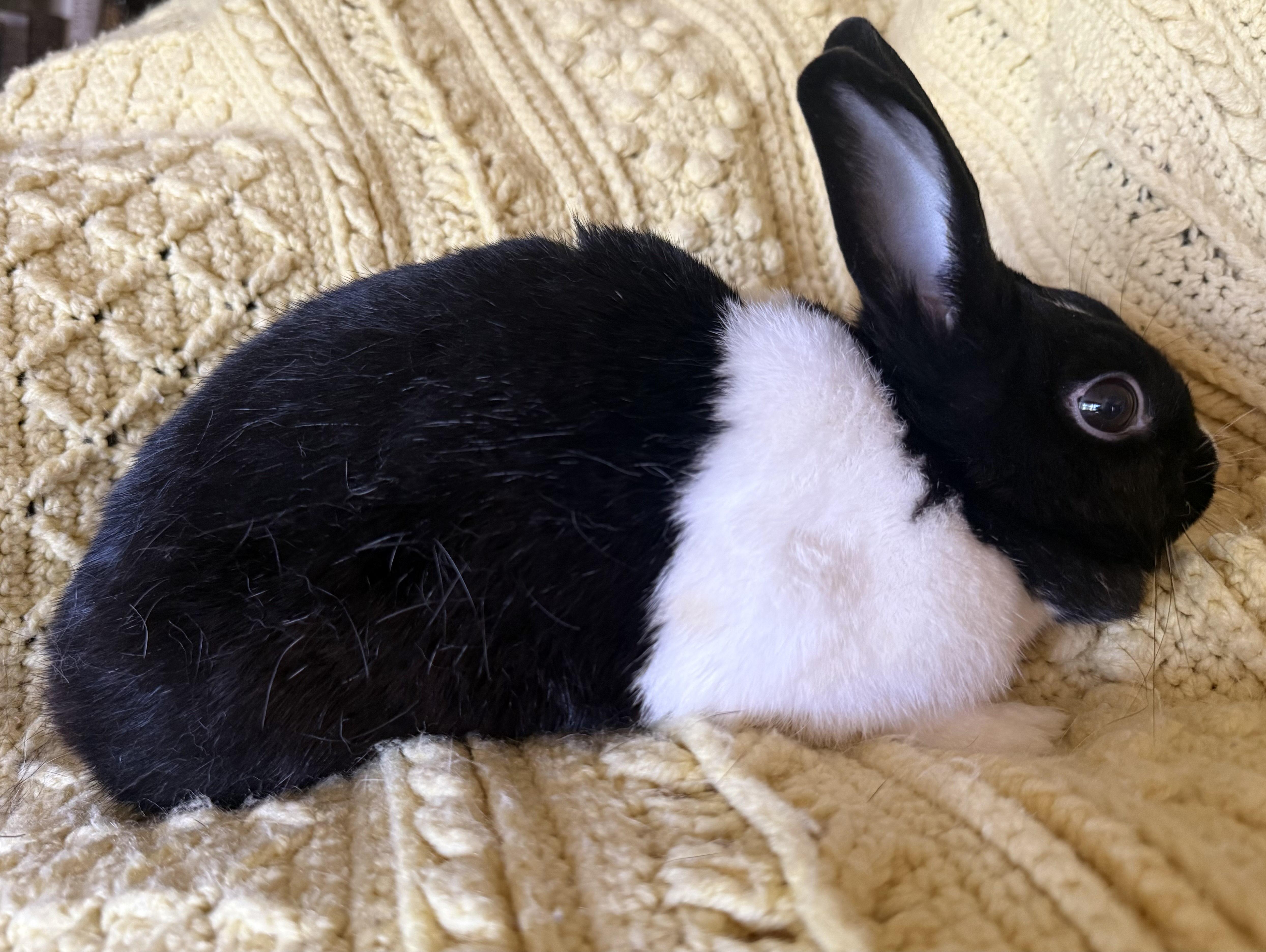 Daisy, ADOPTABLE, Young Female Dutch.