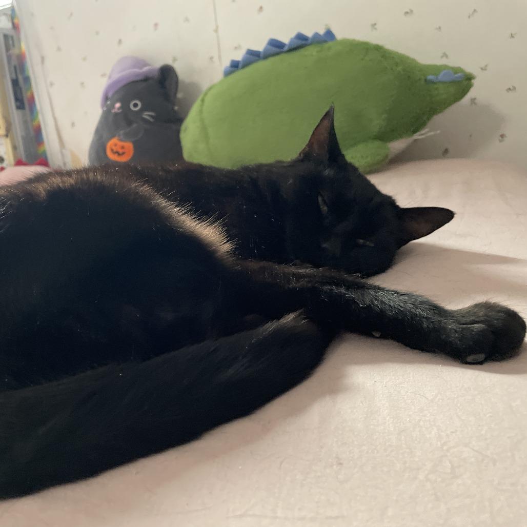 Wish, Adoptable, Adult Female Domestic Short Hair.