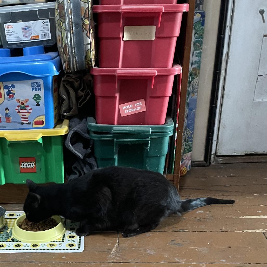 Wish, Adoptable, Adult Female Domestic Short Hair.