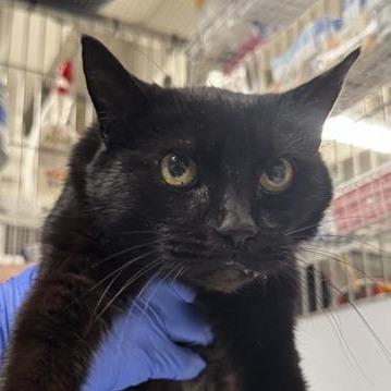 Enlarge Wish, a Adoptable Domestic Short Hair in New York, NY image 4/6