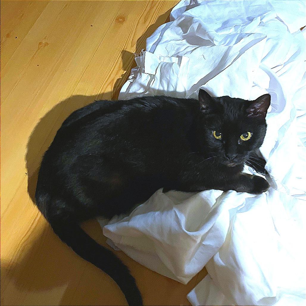 Enlarge Wish, a Adoptable Domestic Short Hair in New York, NY image 5/6