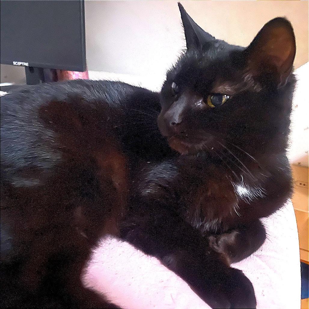 Enlarge Wish, a Adoptable Domestic Short Hair in New York, NY image 6/6