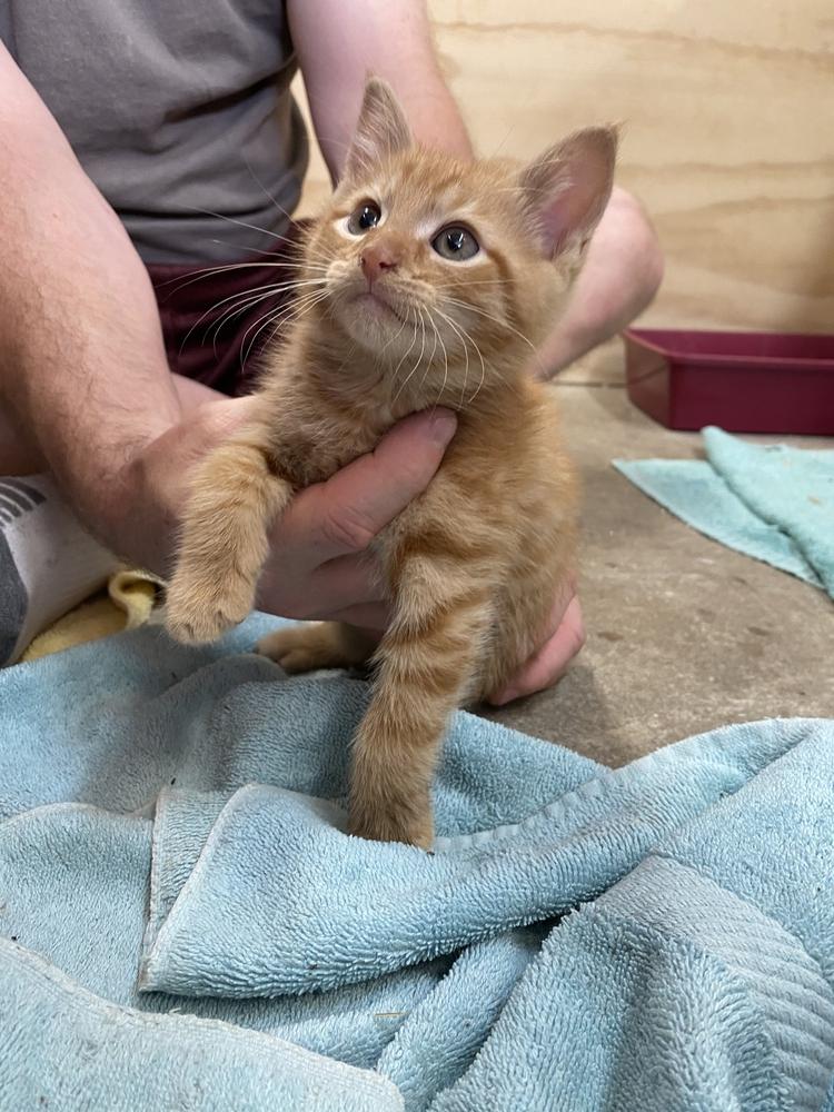 Tito BNP, Adopted, Kitten Male Domestic Short Hair.