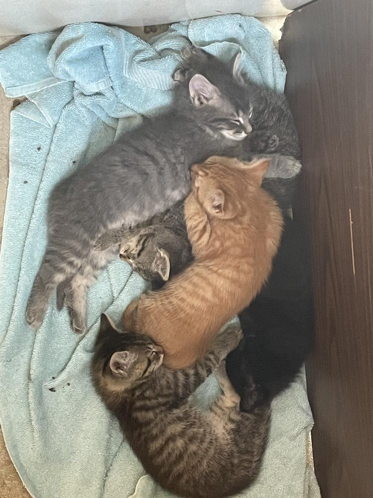 Tito BNP, a Adopted Domestic Short Hair in Greenville, SC image 2/4